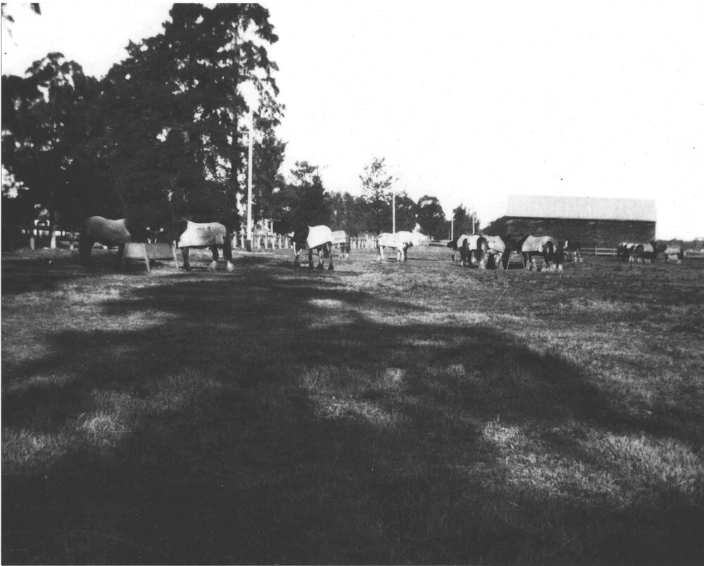 Clydesdale horses in yard near hay shed [Hawkesbury Agricultural College (HAC)]