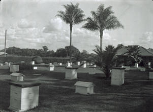 Apiary and hives - Building on right (Print 2 of 2) [Hawkesbury Agricultural College (HAC)]