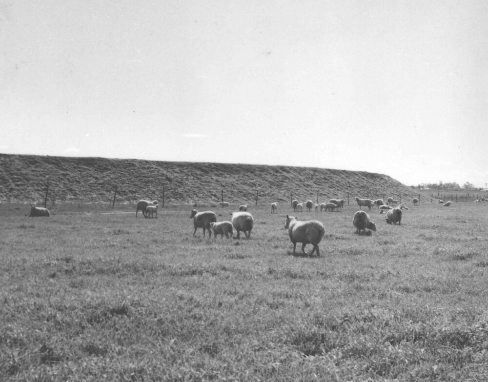 Sheep - Grazing in a paddock [Hawkesbury Agricultural College (HAC)]