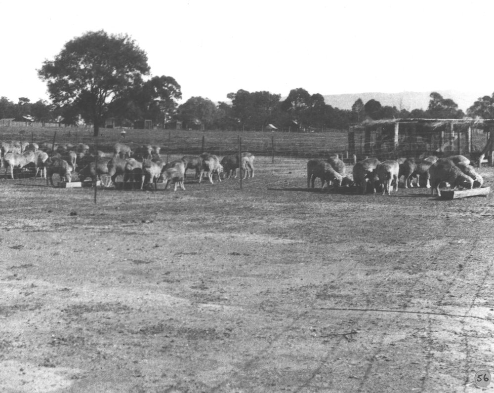 Sheep - in yards eating out of troughs [Hawkesbury Agricultural College (HAC)]