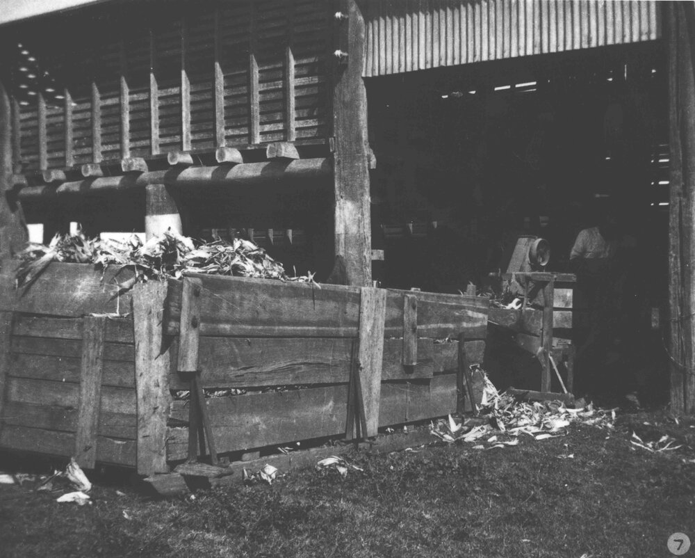 Student operating a machine for husking and shelling maize [Hawkesbury Agricultural College (HAC)]