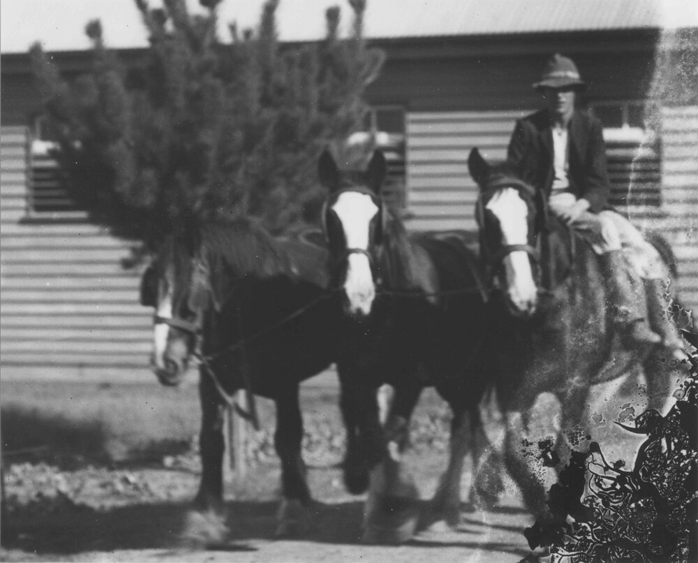 Student riding sideways on a working horse (in a team of three) - outside Stable Square [Hawkesbury Agricultural College (HAC)]