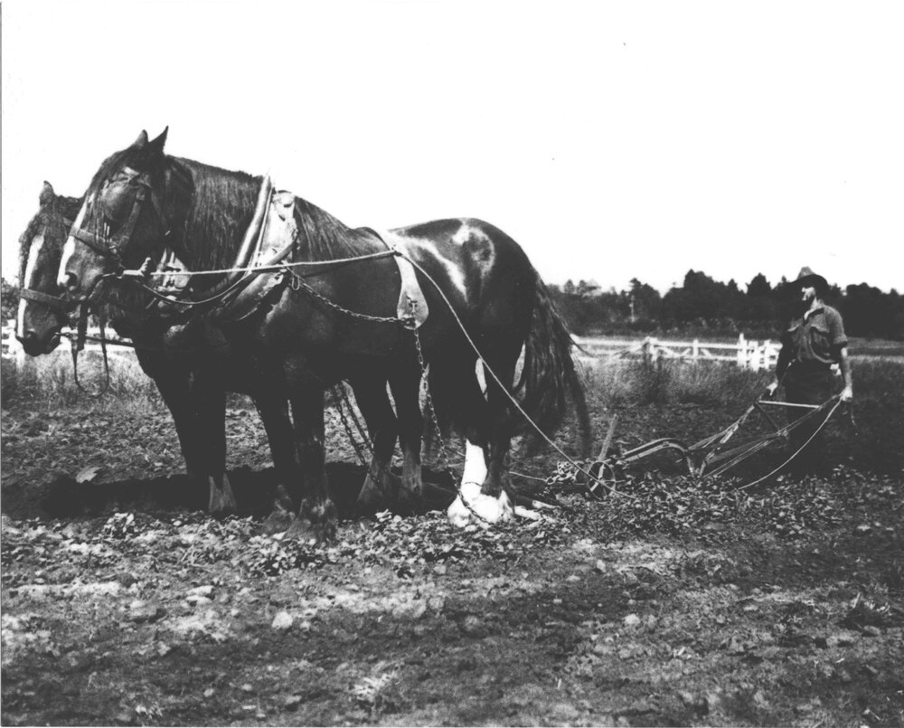Student(?) ploughing with a two horse team [Hawkesbury Agricultural College (HAC)]