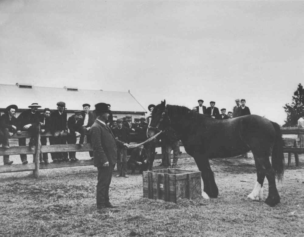 Students and instructor with horse - Stable Square in background [Hawkesbury Agricultural College (HAC)]