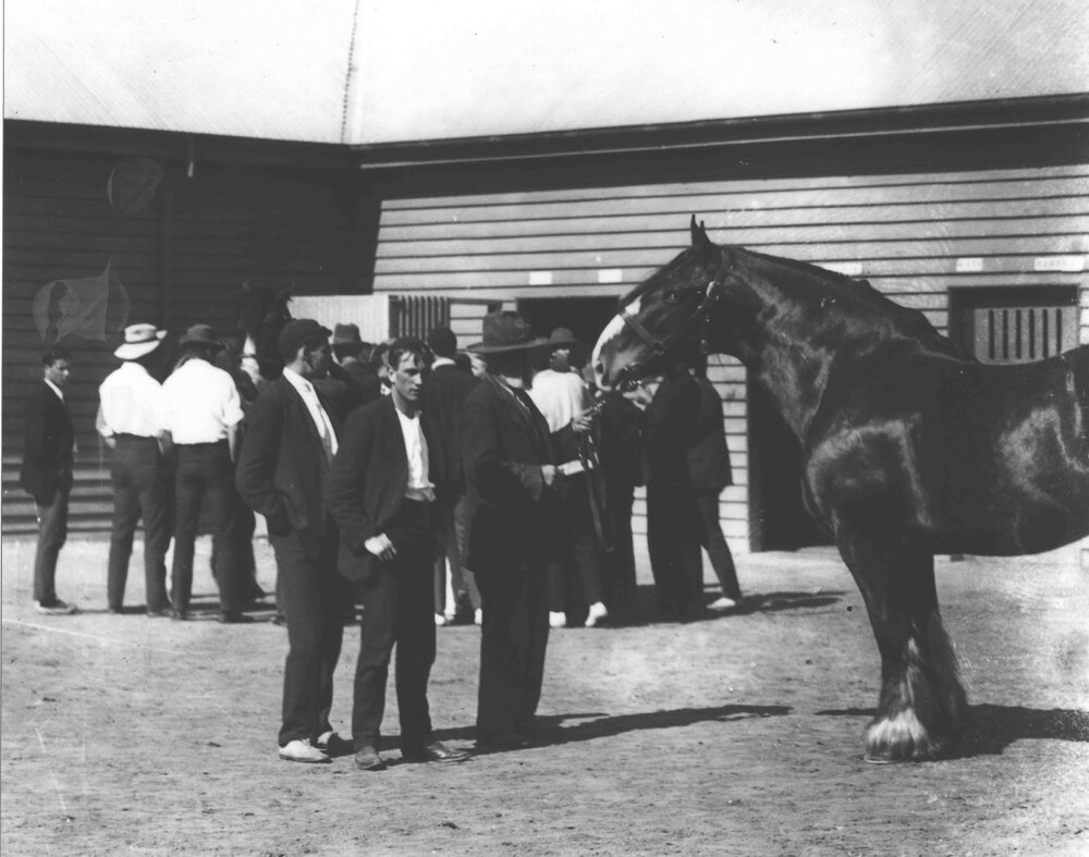 Students and horses in Stable Square [Hawkesbury Agricultural College (HAC)]