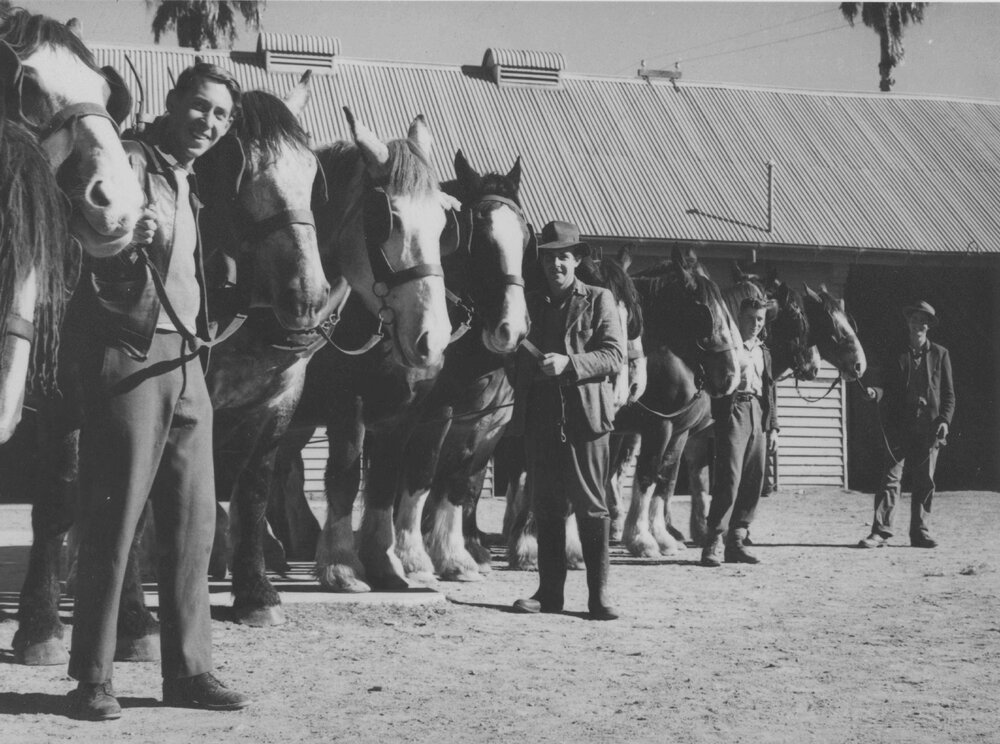 Students standing with working horses (Clydesdales?) inside Stable Square [Hawkesbury Agricultural College (HAC)]