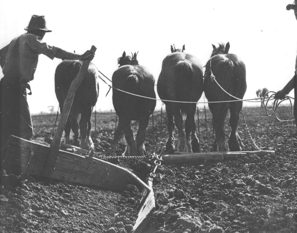 Students working a four-horse team, making furrows [Hawkesbury Agricultural College (HAC)]