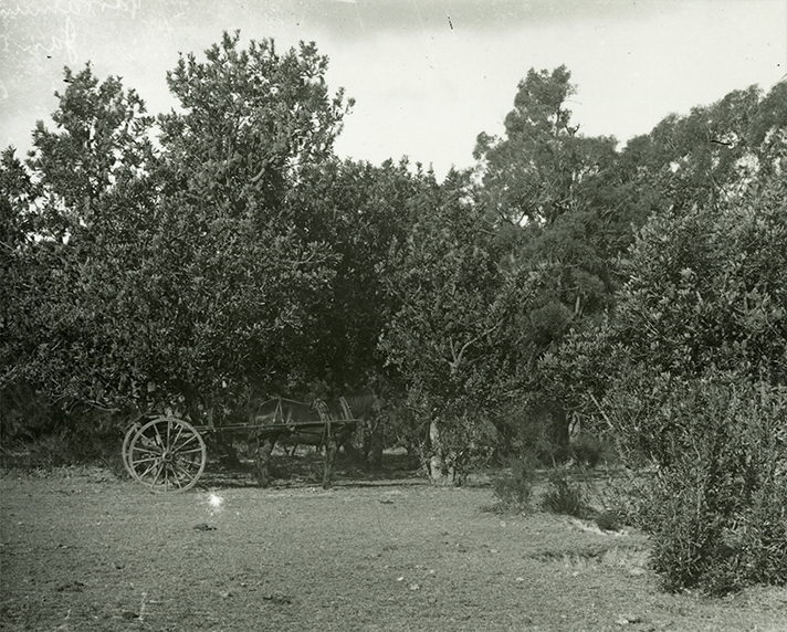 Sulky or dray in amongst trees [Hawkesbury Agricultural College (HAC)]