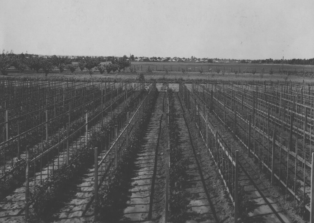 Experimental Plots: Tomatoes trellised for the early crop [Hawkesbury Agricultural College (HAC)]