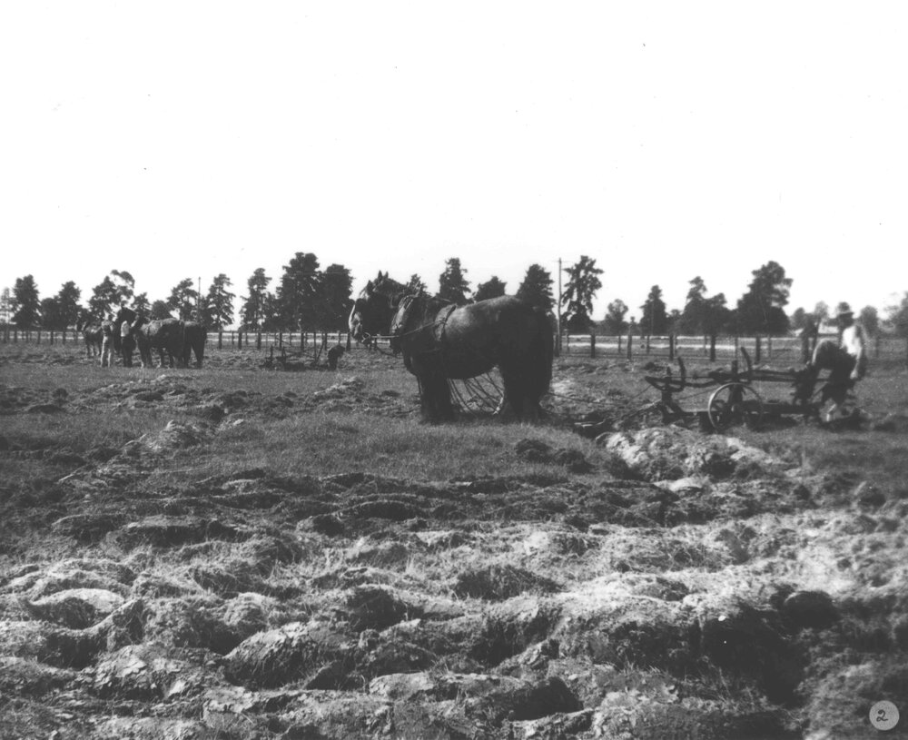 Students ploughing - Two horse teams [Hawkesbury Agricultural College (HAC)]