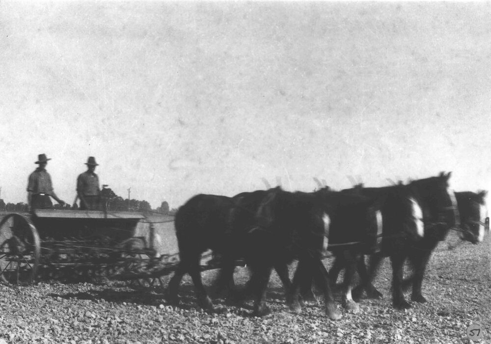 Two men standing on a seed drill, sowing seed, pulled by a five-horse team [Hawkesbury Agricultural College (HAC)]