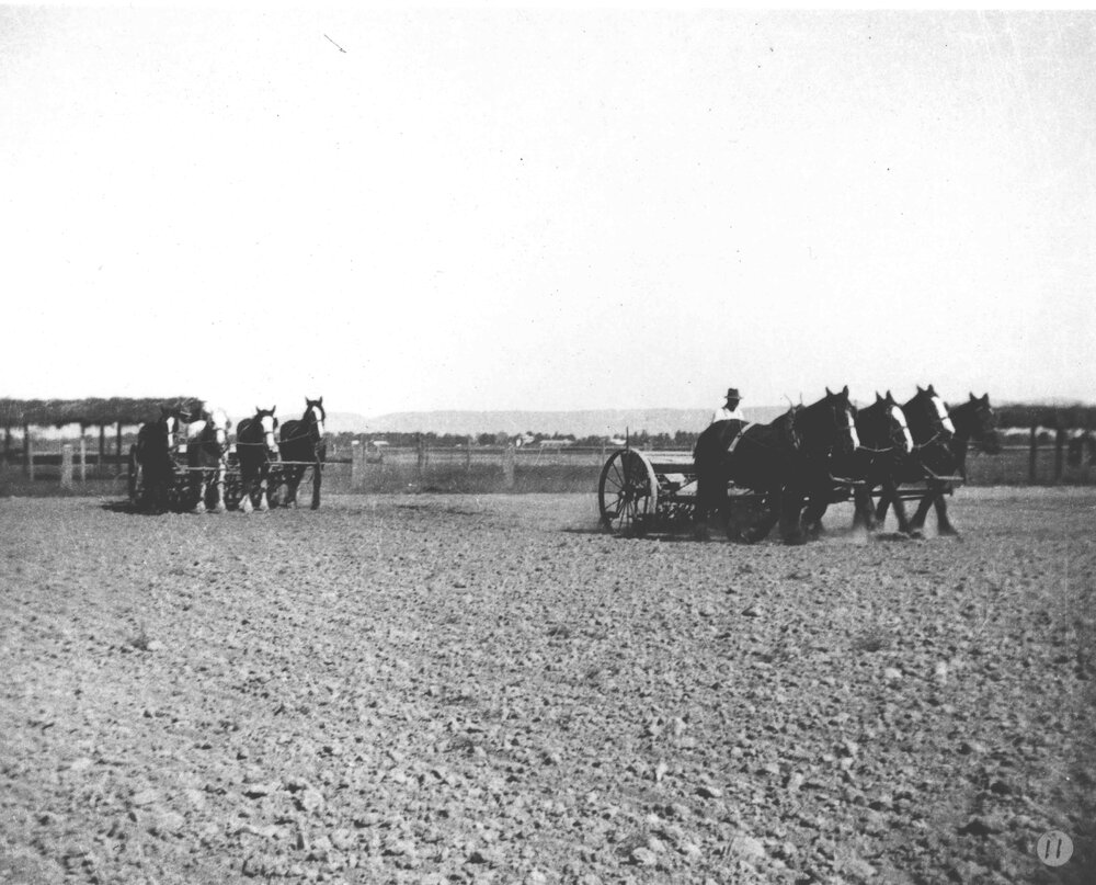 Two men working two four-horse teams, sowing seed with a seed drill [Hawkesbury Agricultural College (HAC)]