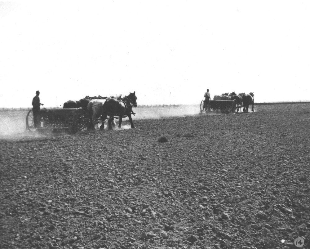 Two men working two four-horse teams, sowing seed with a seed drill [Hawkesbury Agricultural College (HAC)]