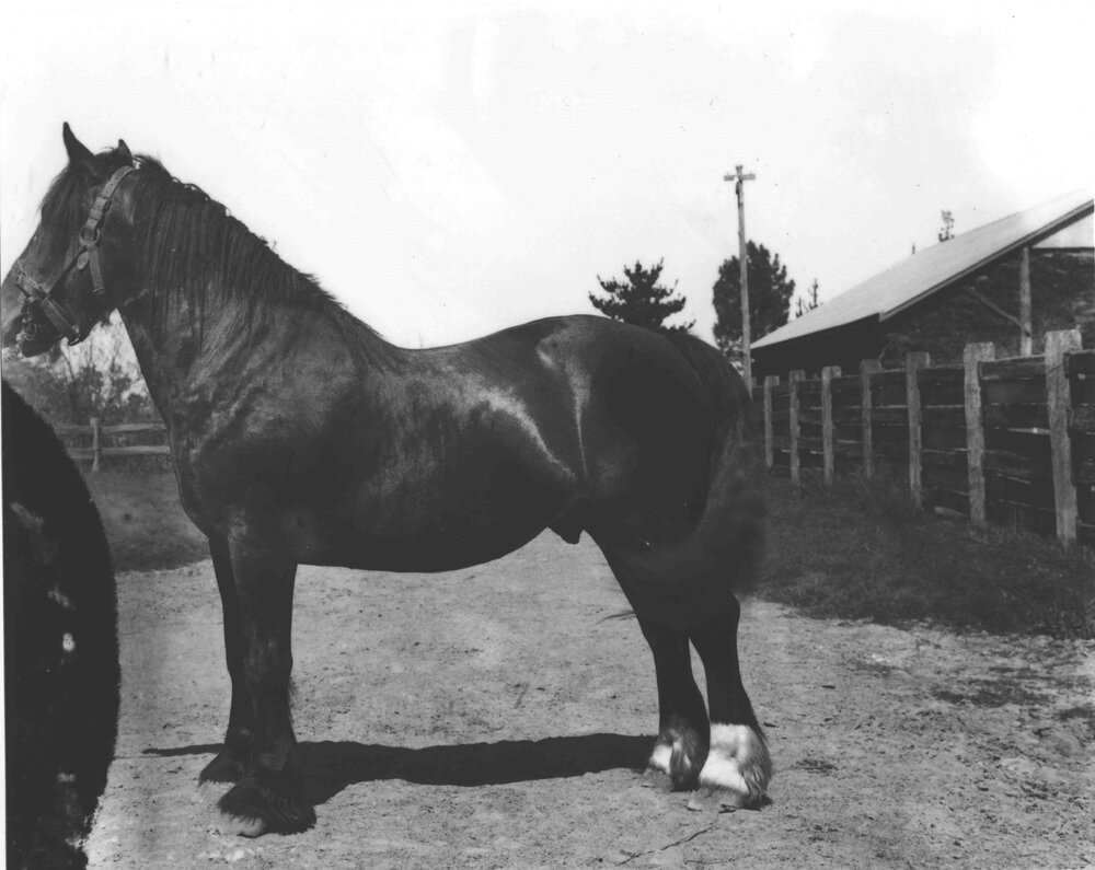 Unidentified horse (stallion) [Hawkesbury Agricultural College (HAC)]