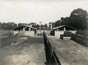 Concrete pig pens [Hawkesbury Agricultural College (HAC)]