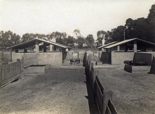 Concrete pig pens [Hawkesbury Agricultural College (HAC)]