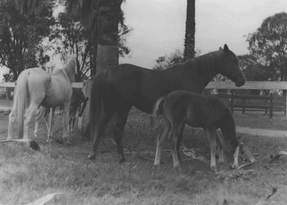 Two mares with their foals in paddock [Hawkesbury Agricultural College (HAC)]