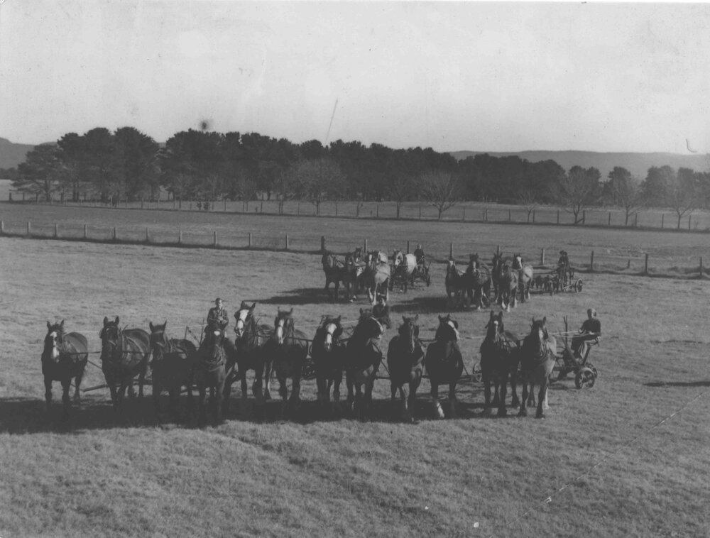 Three four-horse teams (foreground) and five &amp; six-horse teams (behind) with ploughs [Hawkesbury Agricultural College (HAC)]