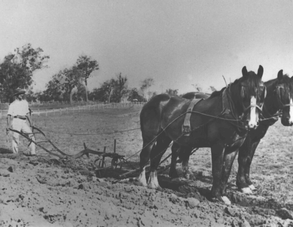 Student ploughing - two horse team [Hawkesbury Agricultural College (HAC)]