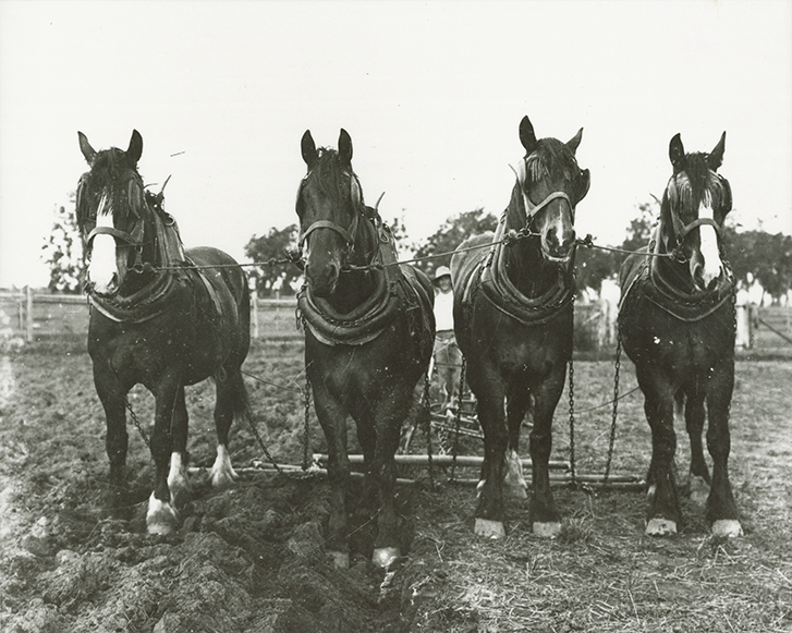 Four-horse team standing facing camera, student handler visible between horses - ploughing [Hawkesbury Agricultural College (HAC)]