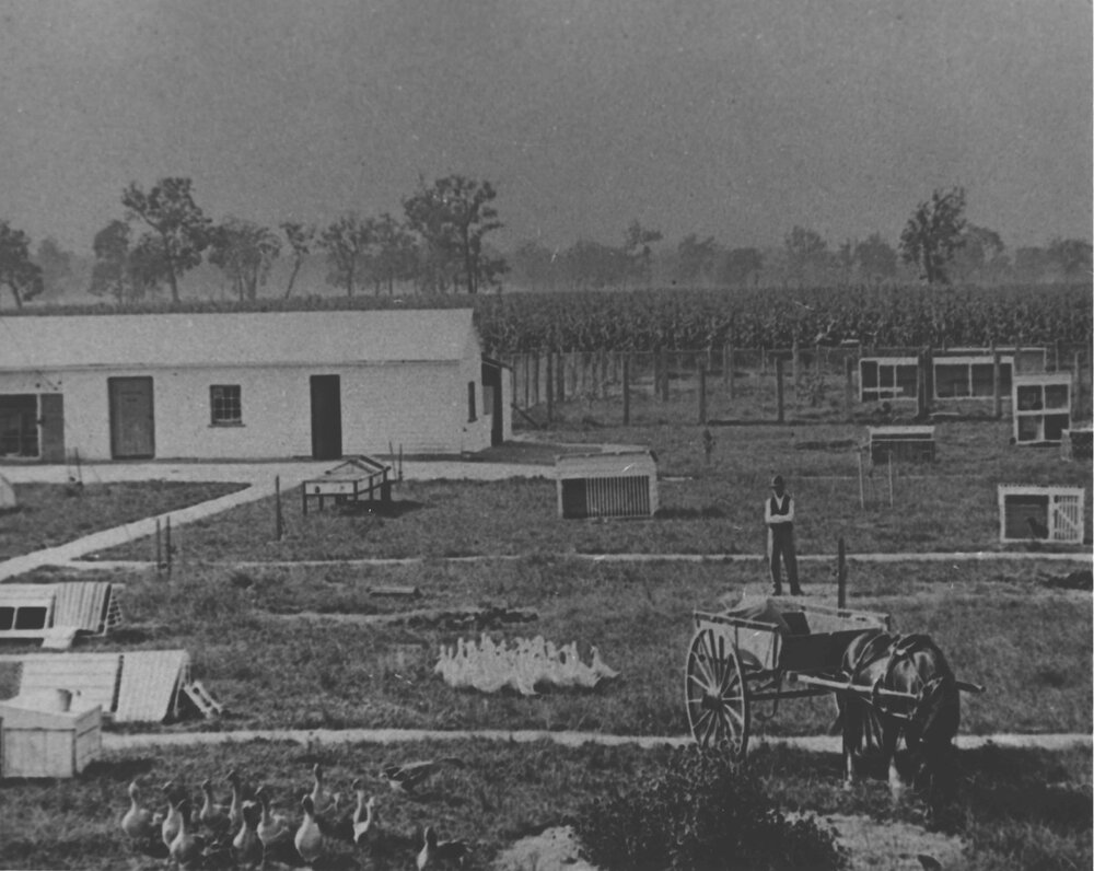 Poultry section - showing buildings, yards, geese and a horse-drawn wagon [Hawkesbury Agricultural College (HAC)]