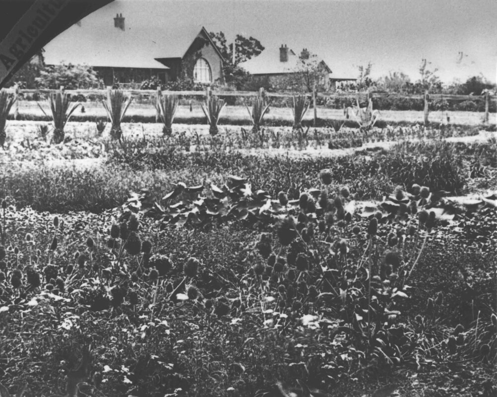 Experimental Plots: Area in front of Main Building [Hawkesbury Agricultural College (HAC)]