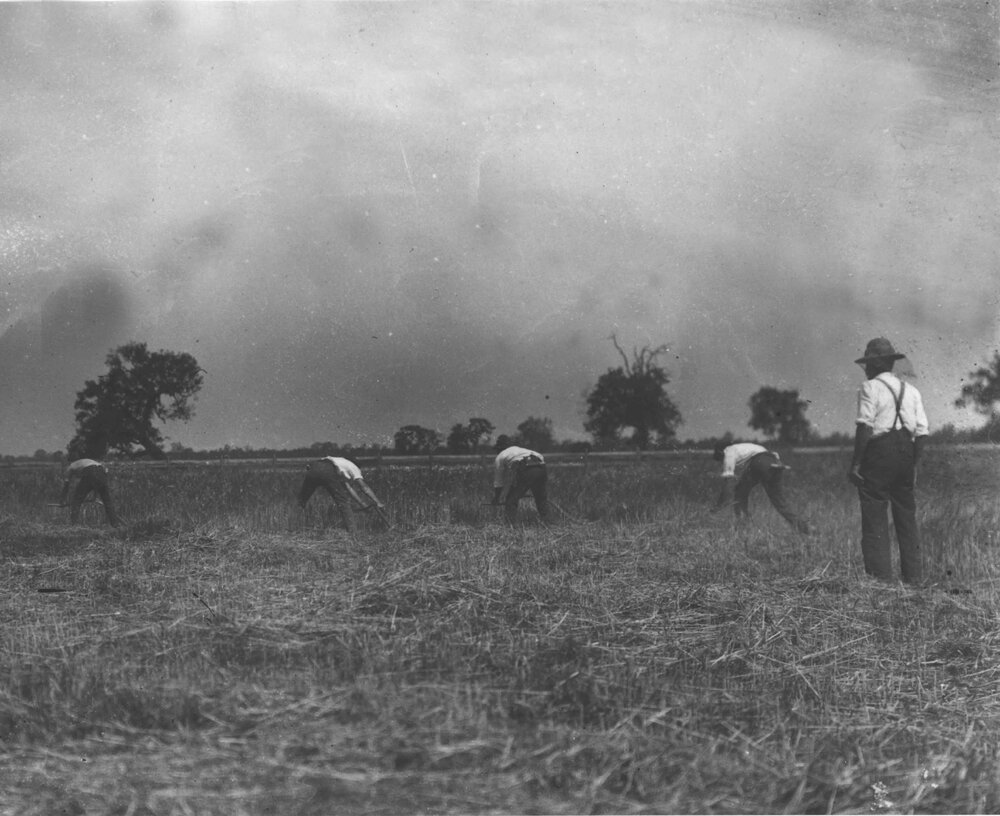 Four students using scythes under the instruction of a staff member [Hawkesbury Agricultural College (HAC)]