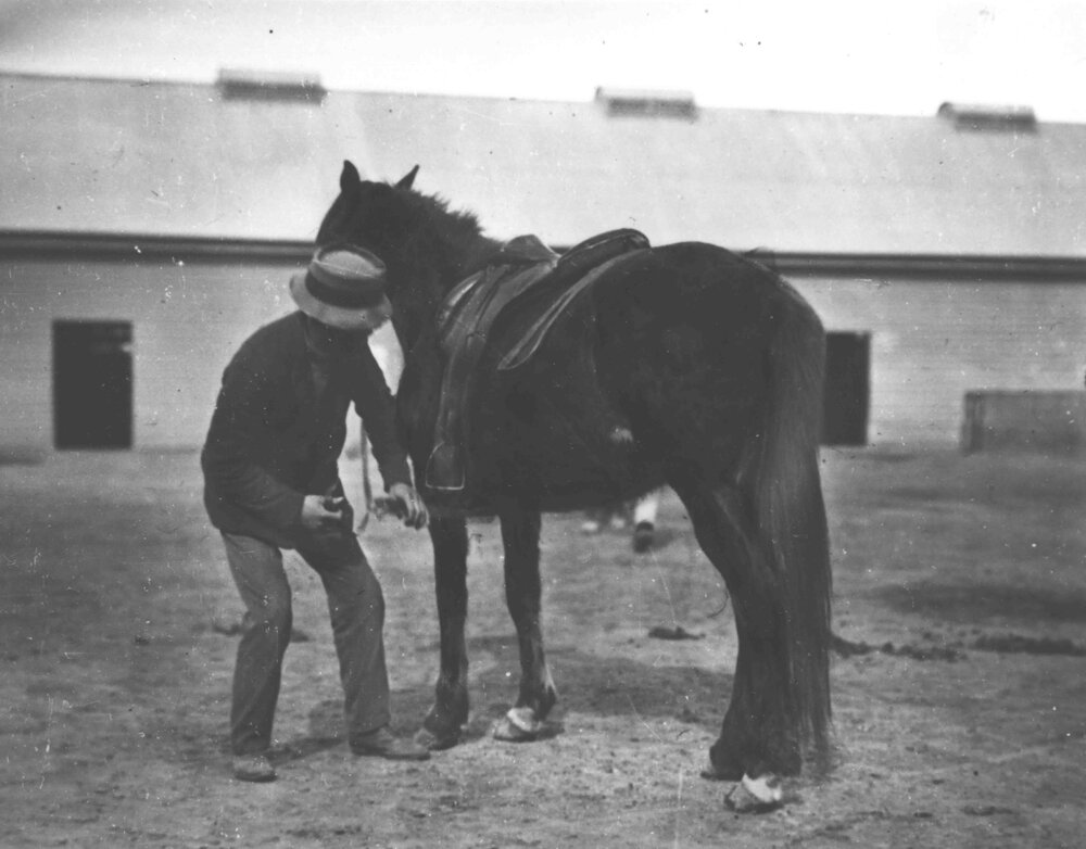 Horse being saddled in Stable Square [Hawkesbury Agricultural College (HAC)]