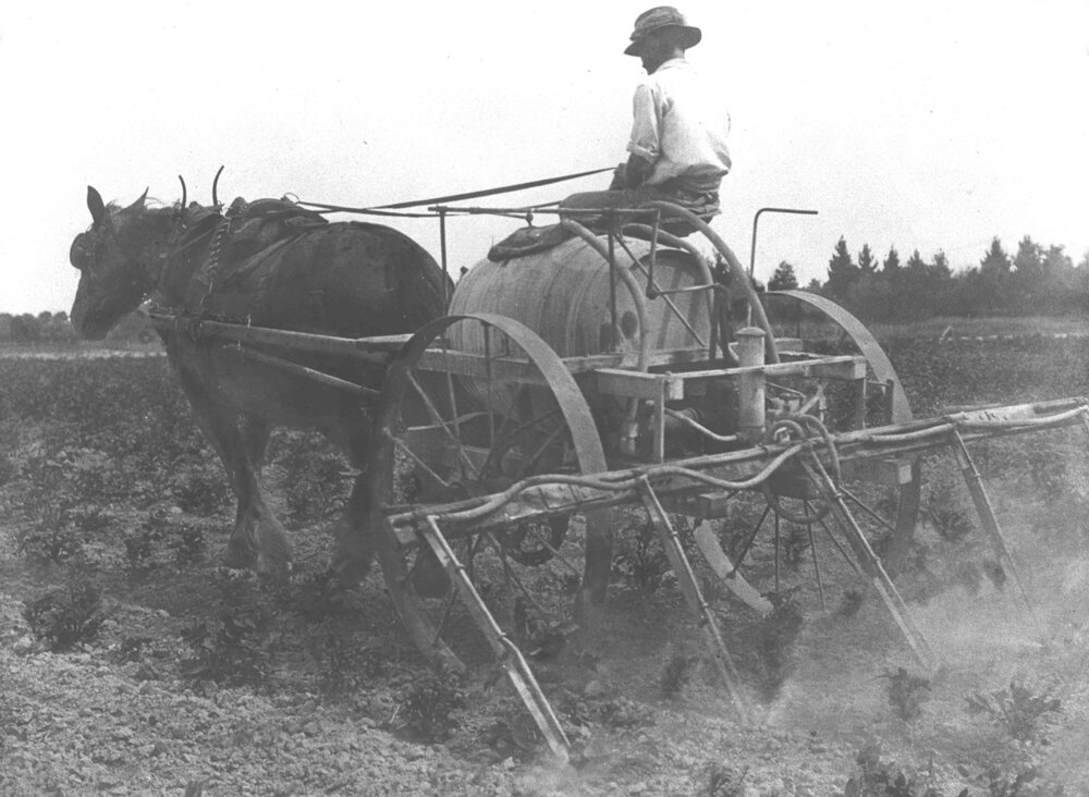 Student using a potato sprayer on a horse-drawn cart [Hawkesbury Agricultural College (HAC)]