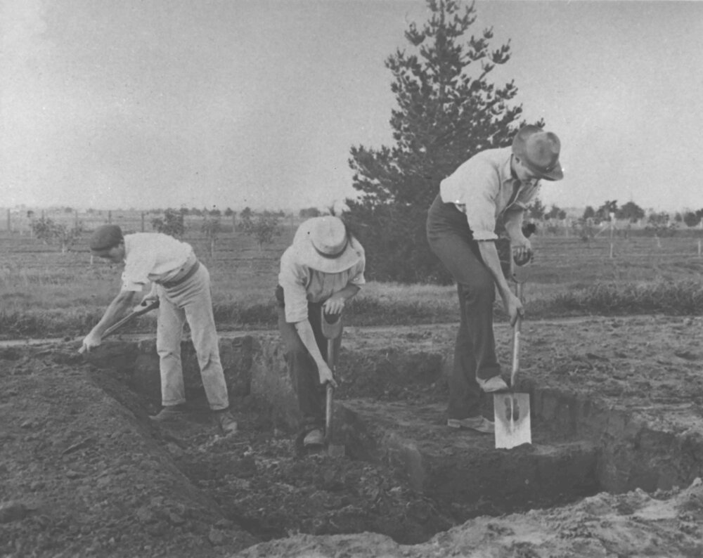 Students digging - trenching (1 of 2) - Hawkesbury Agricultural College
