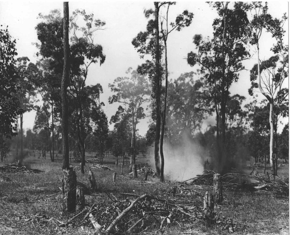 Land clearing - burning off [Hawkesbury Agricultural College (HAC)]