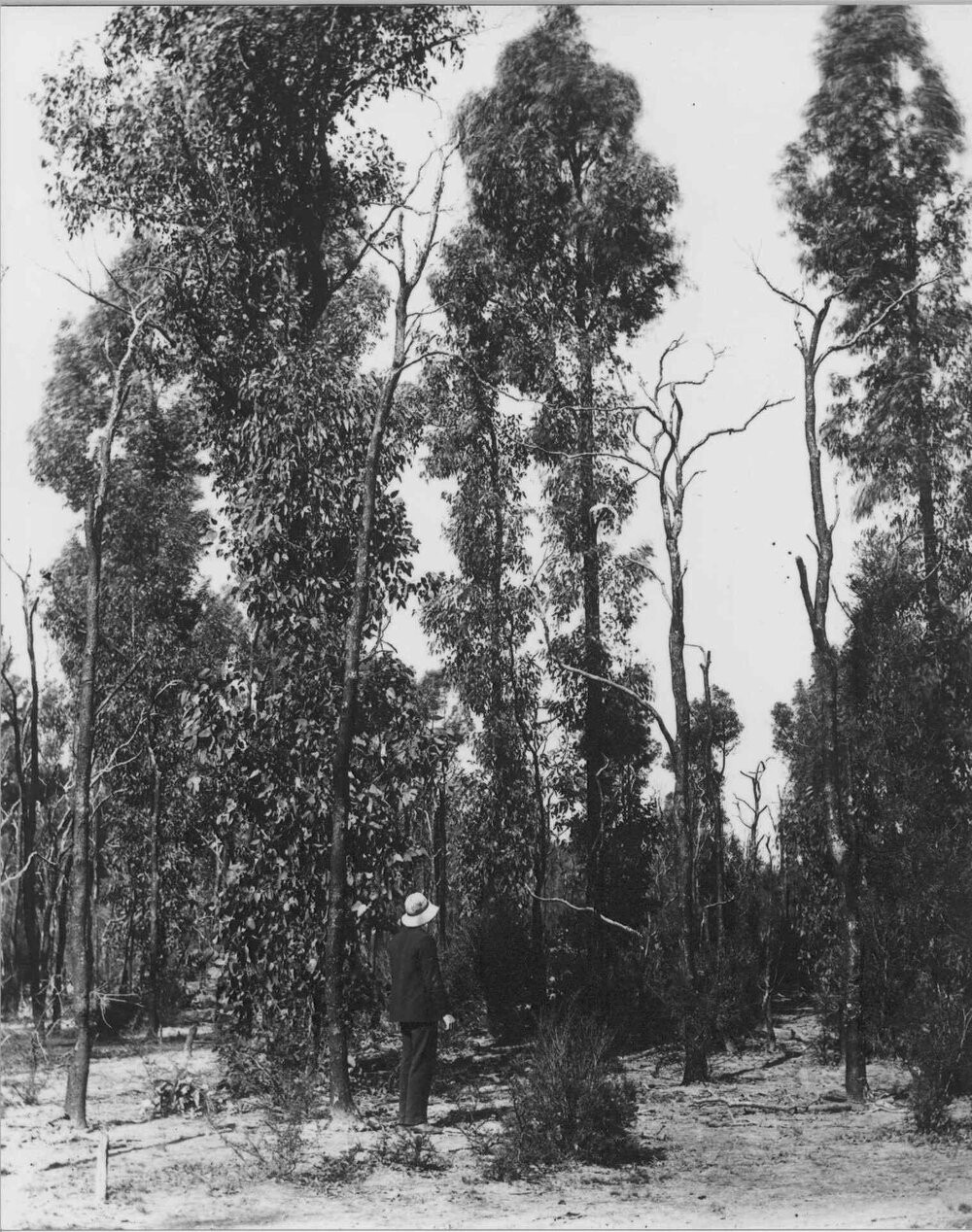 Land clearing - one man standing looking at original trees [Hawkesbury Agricultural College (HAC)]