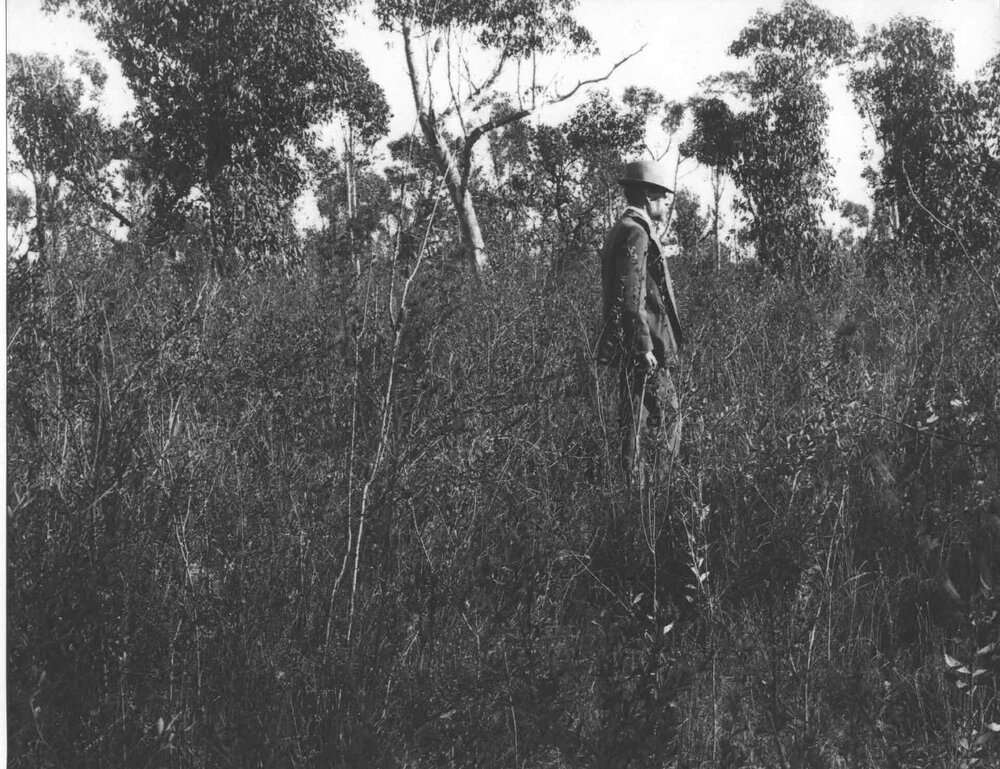 Land clearing - original plant cover [Hawkesbury Agricultural College (HAC)]
