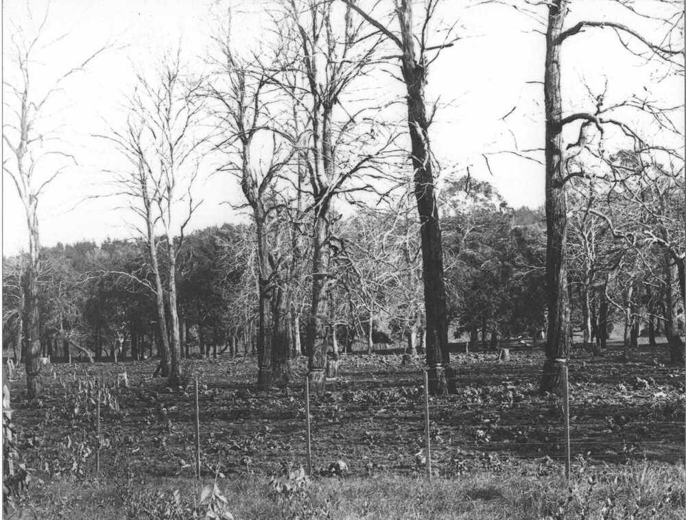 Land clearing - ring-barked trees, fenced [Hawkesbury Agricultural College (HAC)]
