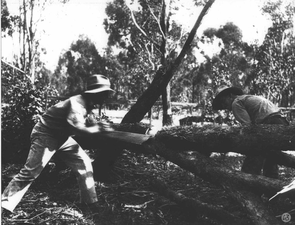 Land clearing - sawing fallen trees [Hawkesbury Agricultural College (HAC)]