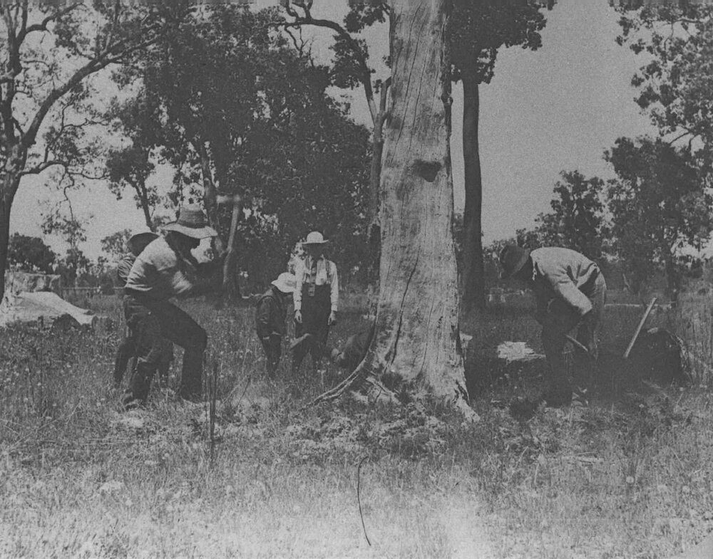 Practical Instruction on Grubbing [Hawkesbury Agricultural College (HAC)]