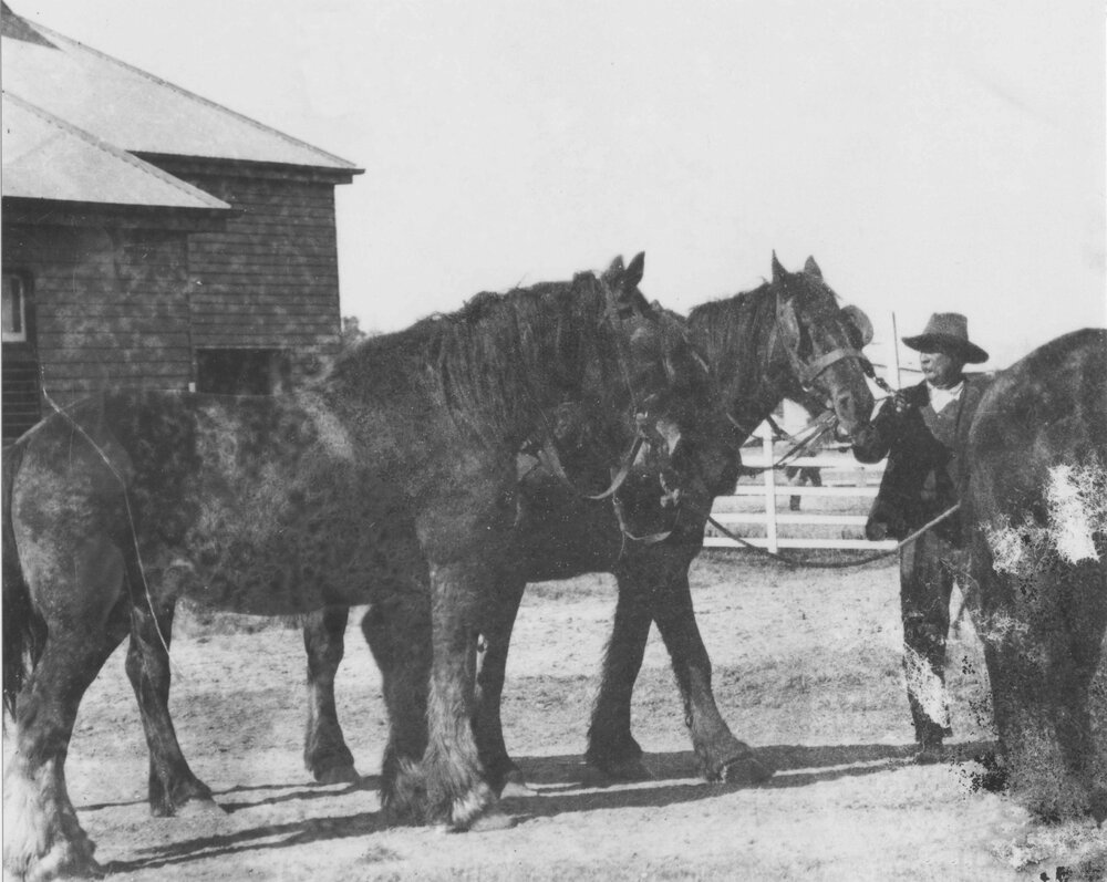 Man standing with horses [Hawkesbury Agricultural College (HAC)]