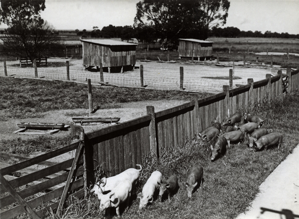 Young pigs in a yard [Hawkesbury Agricultural College (HAC)]