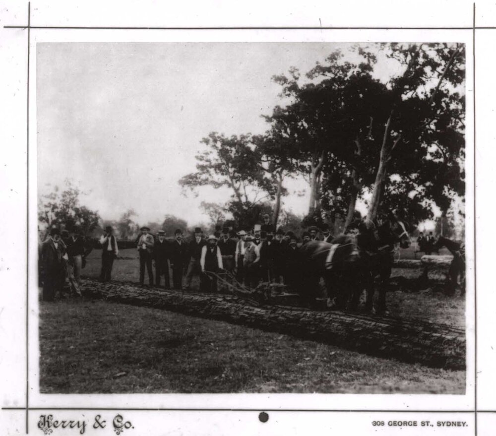 Mr Sydney Smith turning first furrow in College, 1891 (print 3 of 3) [Hawkesbury Agricultural College (HAC)]