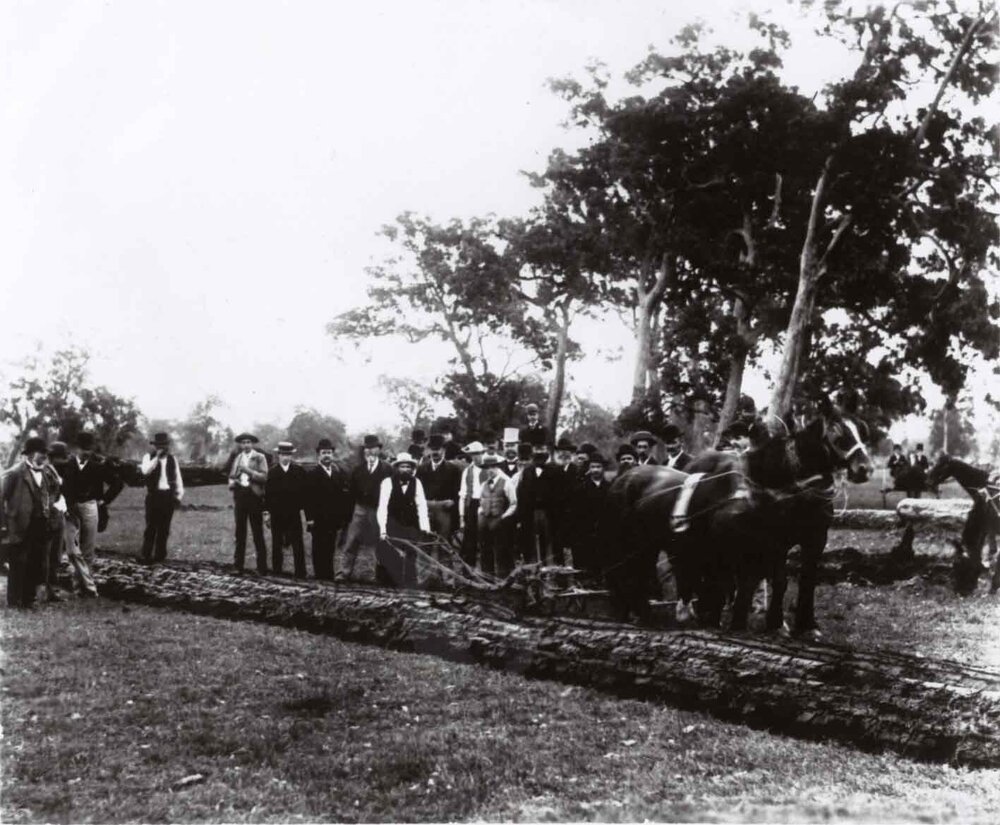 Mr Sydney Smith turning first furrow in College, 1891 [Hawkesbury Agricultural College (HAC)] - Print 2 of 3 - Cropped