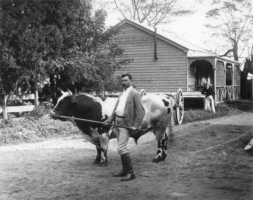 Bull, 'Warrior' - held by Berry Drinan [Hawkesbury Agricultural College (HAC)]