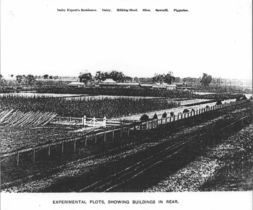 Experimental plots - showing dairy expert's residence, dairy, milking shed, silos, sawmill, piggeries in the background [Hawkesbury Agricultural College (HAC)]