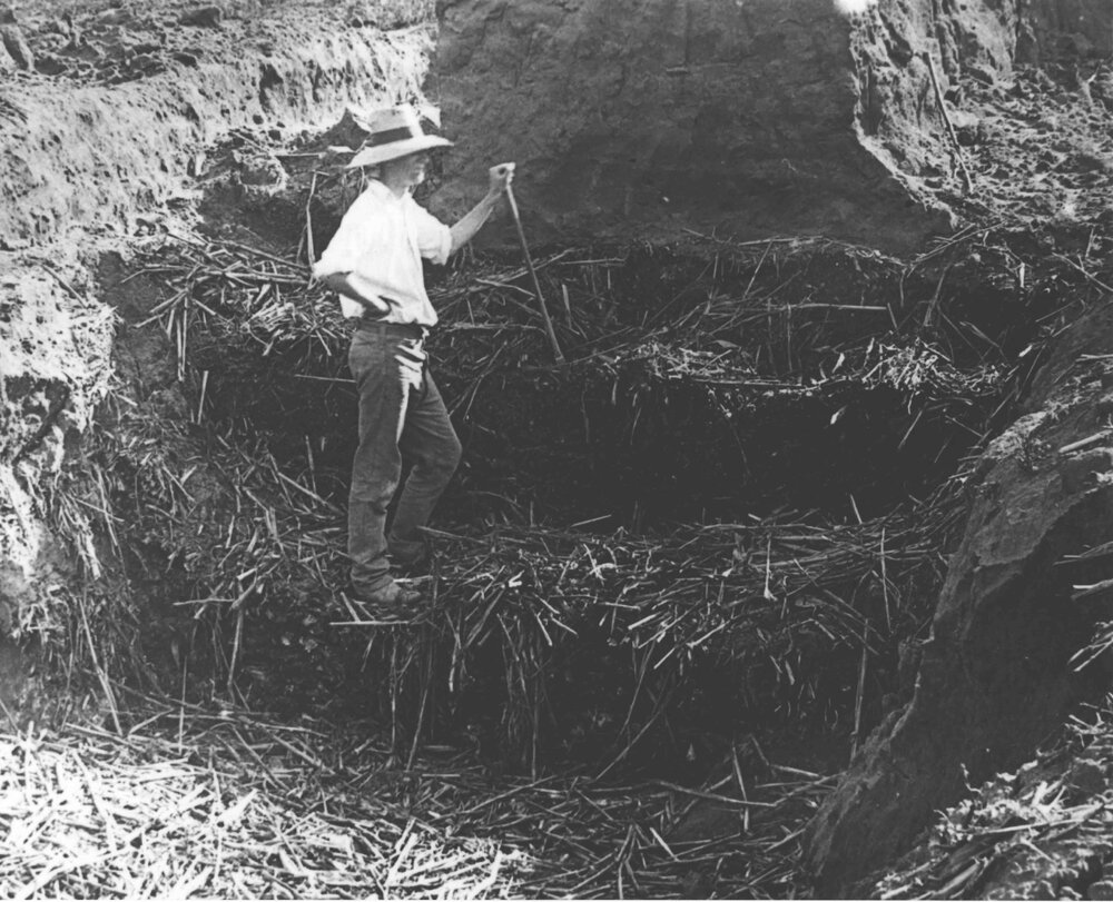 First ensilage made at the College - Student BC Lee in the Pit [Hawkesbury Agricultural College (HAC)]