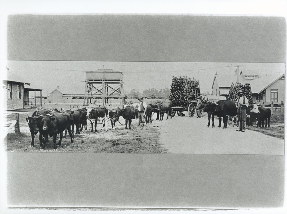 Outside the kitchen end of the Dining Hall with two bullock teams pulling carts loaded with wood (Print 1 of 10) [Hawkesbury Agricultural College (HAC)]