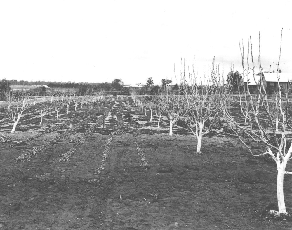 Orchard - looking towards Administration Building before construction of tower blocks [Hawkesbury Agricultural College (HAC)]