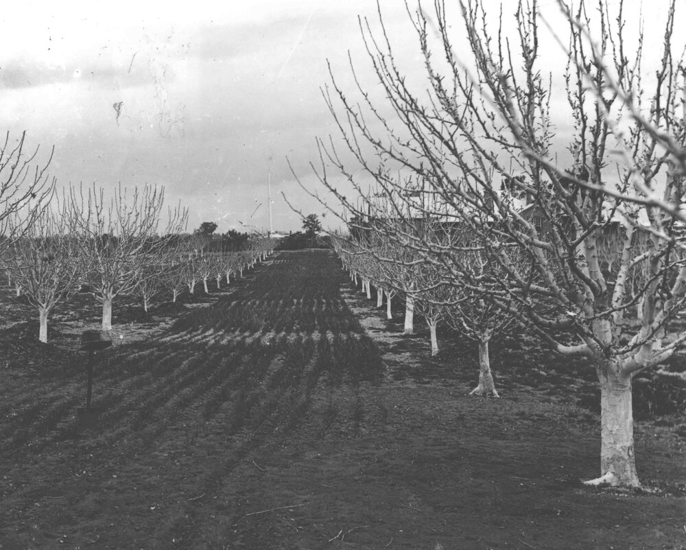 Orchard - looking towards Administration Building before construction of tower blocks [Hawkesbury Agricultural College (HAC)]
