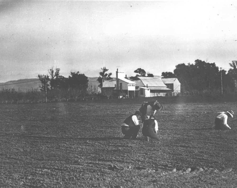 Three students with instructor in a ploughed field measuring [Hawkesbury Agricultural College (HAC)]