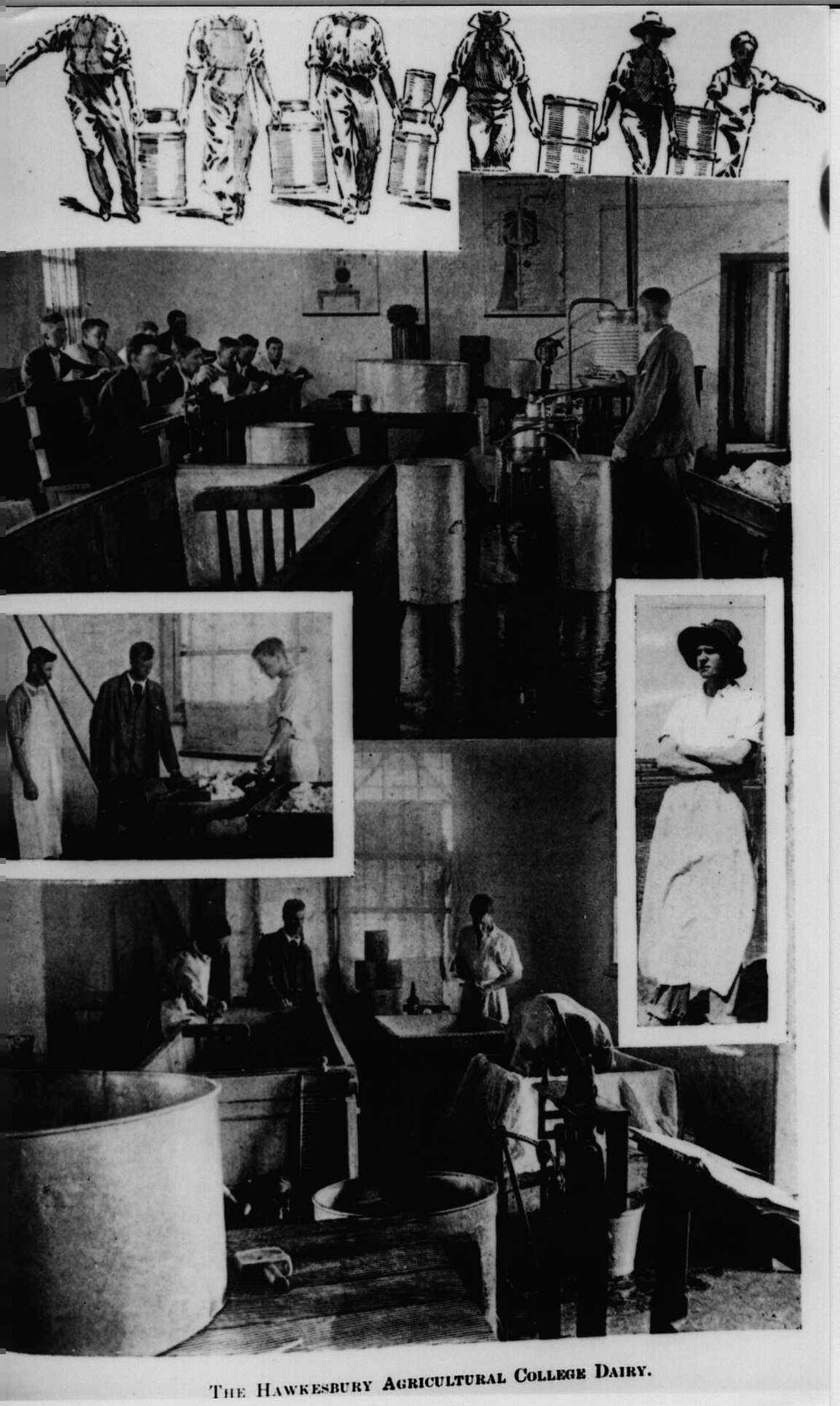 Dairy manufacture - composite image of various tasks associated with dairying including a classroom [Hawkesbury Agricultural College (HAC)]