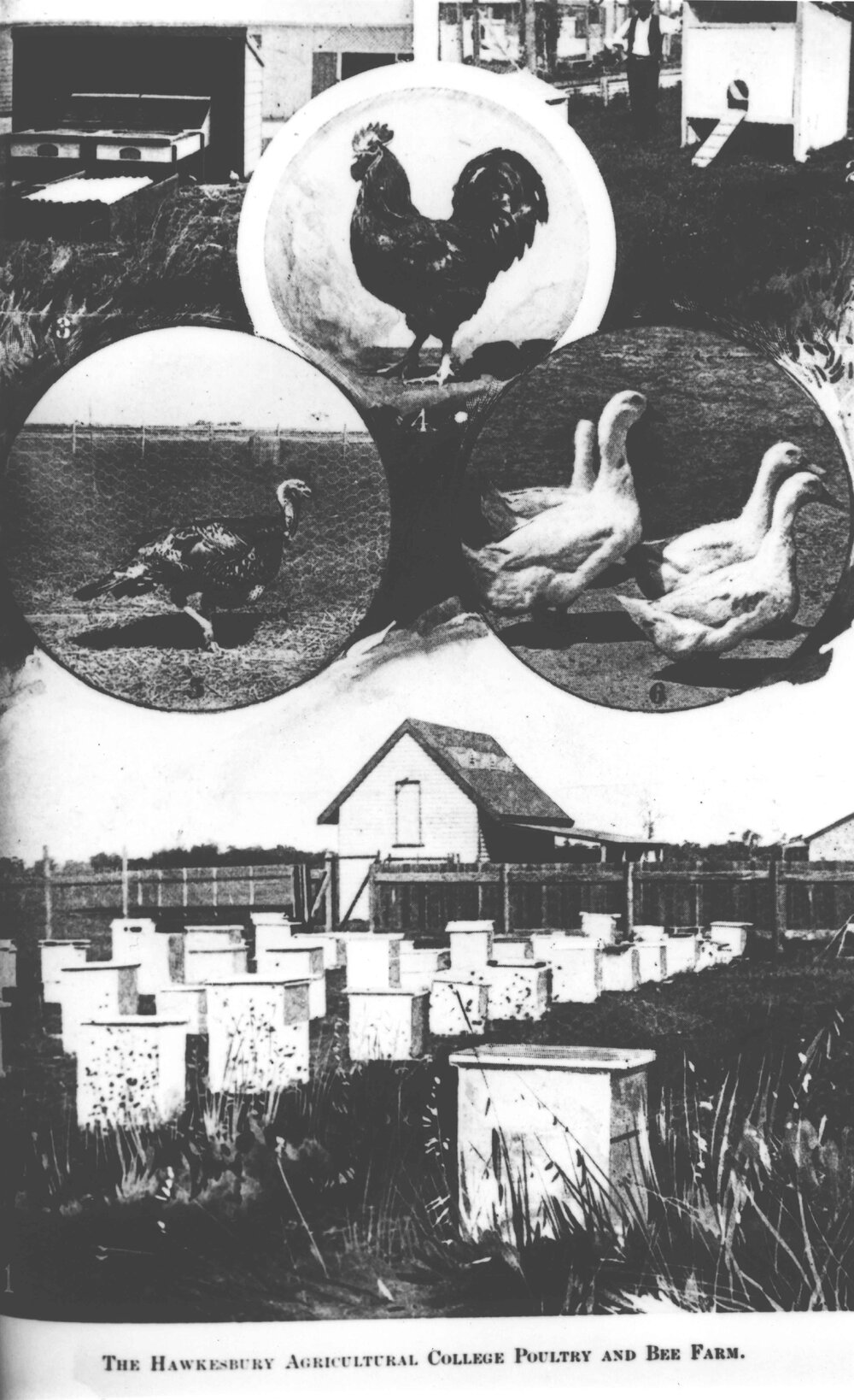 Poultry and bee farm - Composite image showing a rooster, turkey, geese, and beehives [Hawkesbury Agricultural College (HAC)]