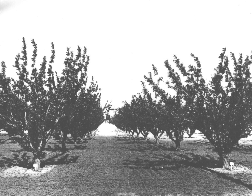 Orchard - Shipper plums - looking towards Main Administration Building [Hawkesbury Agricultural College (HAC)]